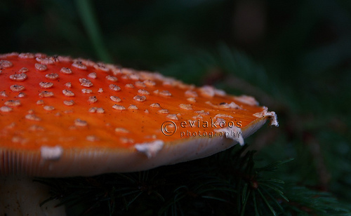 Mushroom Amanita Muscaria